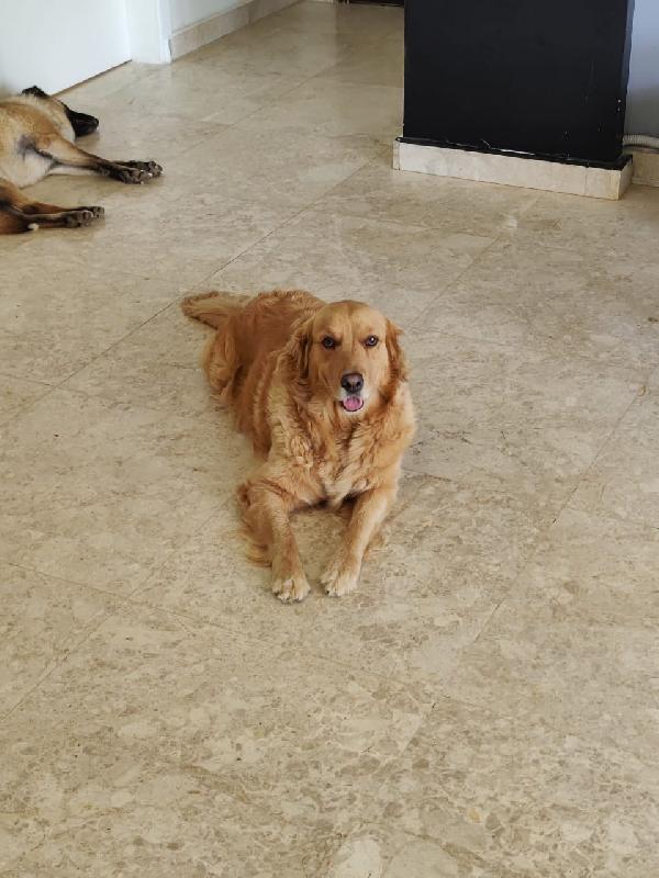 Stella, una meravigliosa Golden Retriver Foto 3